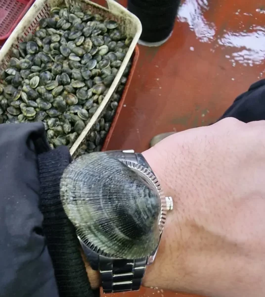 vongole veraci