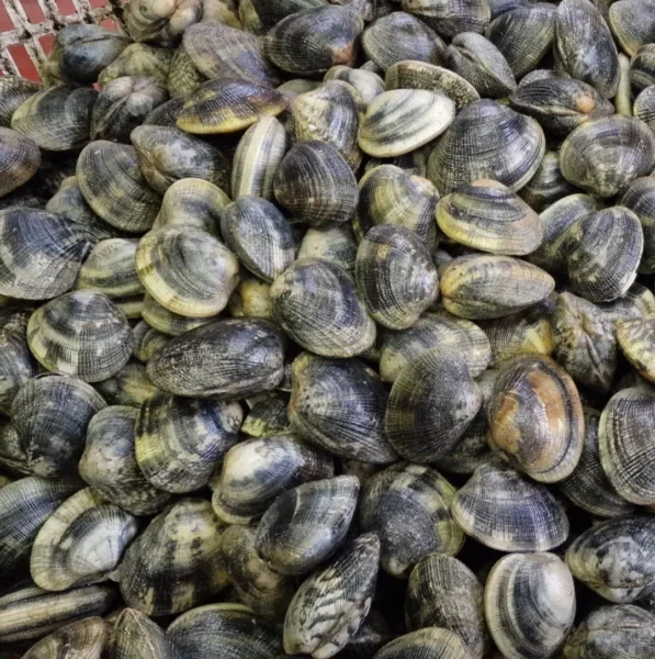 vongole veraci