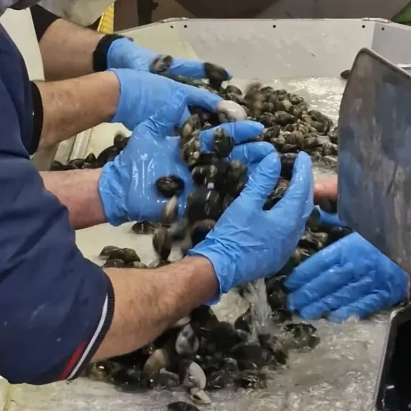 vongole veraci