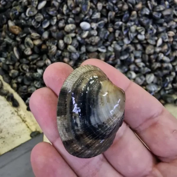 vongole veraci