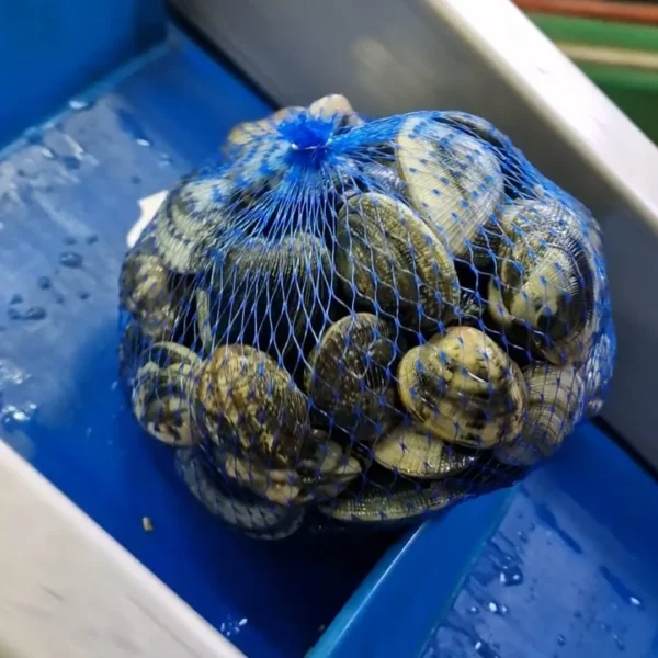 vongole veraci