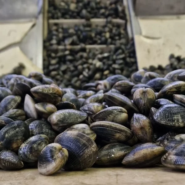 vongole veraci