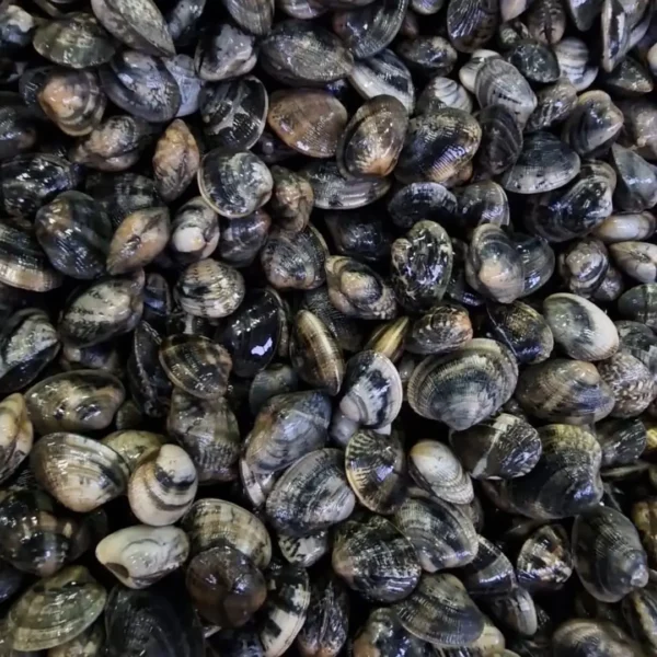 vongole veraci